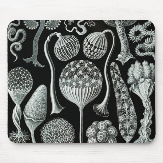 Ernst Haeckel Naturalista Mousepad (Vorne)