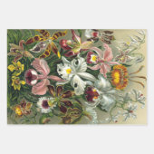 Ernst Haeckel Nature Wrapping Paper Sheets Geschenkpapier Set (Vorderseite 3)