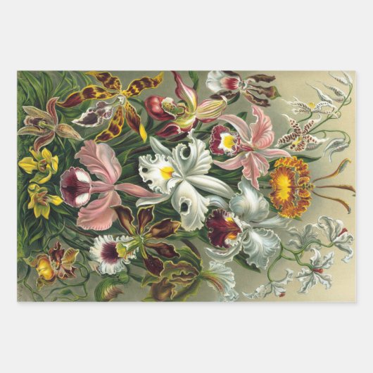 Ernst Haeckel Nature Wrapping Paper Sheets Geschenkpapier Set (Vorderseite 3)