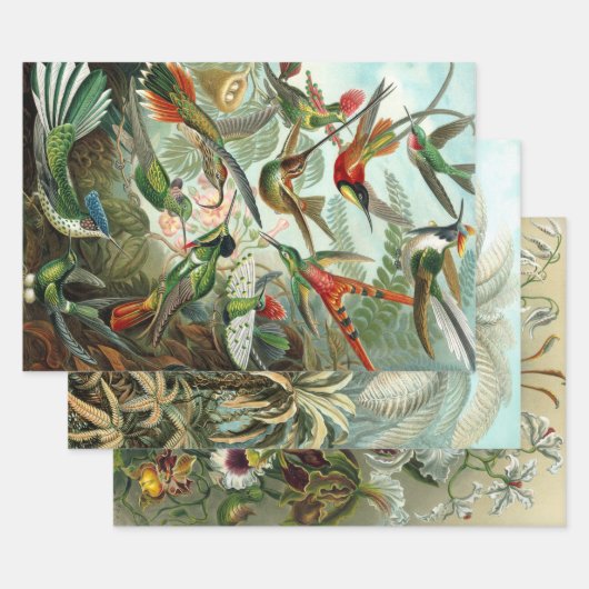Ernst Haeckel Nature Wrapping Paper Sheets Geschenkpapier Set (Set)