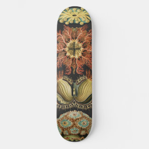 Ernst Haeckel Nautilus Meeresleben Kunst Collage Skateboard