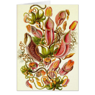 Ernst Haeckel - Nepenthaceae