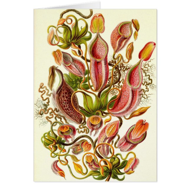 Ernst Haeckel - Nepenthaceae (Vorne)
