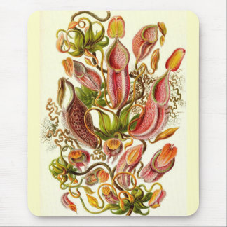 Ernst Haeckel - Nepenthaceae Mousepad