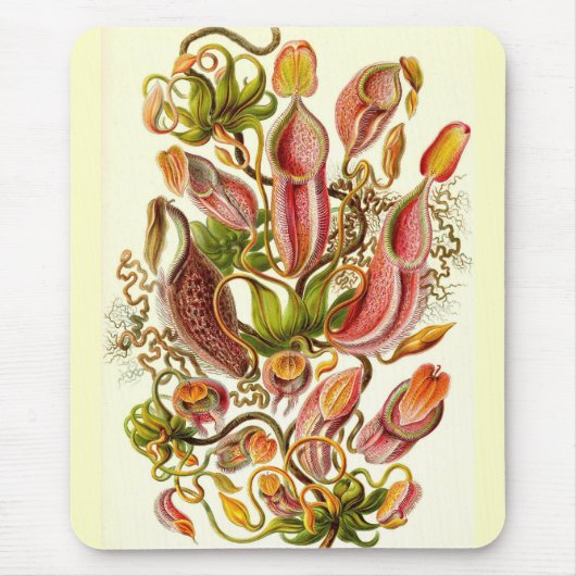 Ernst Haeckel - Nepenthaceae Mousepad (Vorne)