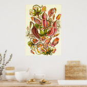 Ernst Haeckel - Nepenthaceae Poster (Küche)