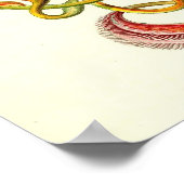 Ernst Haeckel - Nepenthaceae Poster (Ecke)