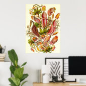 Ernst Haeckel - Nepenthaceae Poster (Heimbüro)