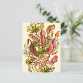 Ernst Haeckel - Nepenthaceae Postkarte (Stehend Vorderseite)