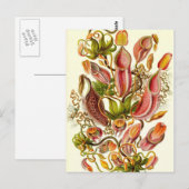 Ernst Haeckel - Nepenthaceae Postkarte (Vorne/Hinten)