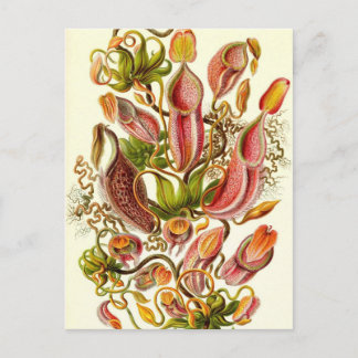 Ernst Haeckel - Nepenthaceae Postkarte