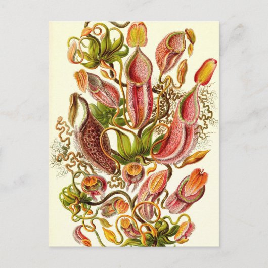 Ernst Haeckel - Nepenthaceae Postkarte (Vorderseite)