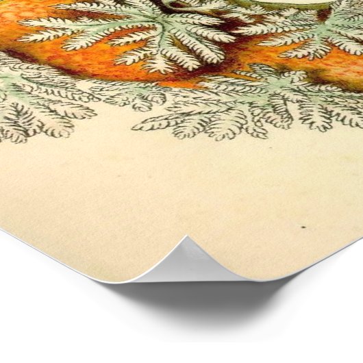 Ernst Haeckel - Nudibranchia Poster (Ecke)