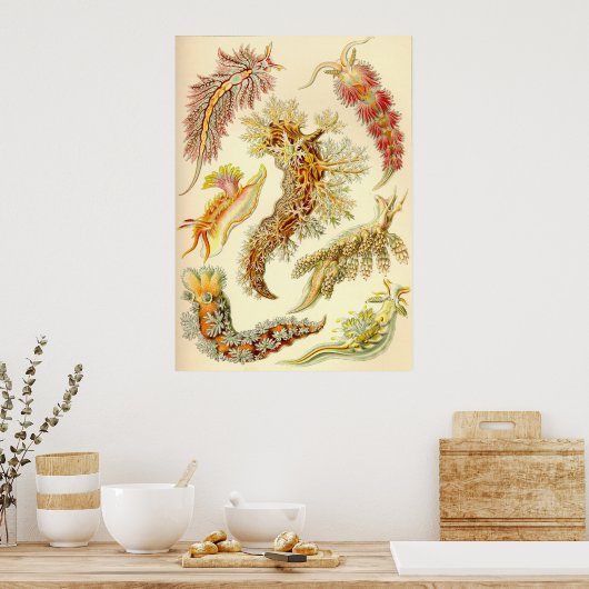 Ernst Haeckel - Nudibranchia Poster (Küche)