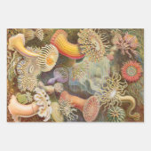 Ernst Haeckel Ocean Wrapping Paper Sheets Geschenkpapier Set (Vorderseite 3)