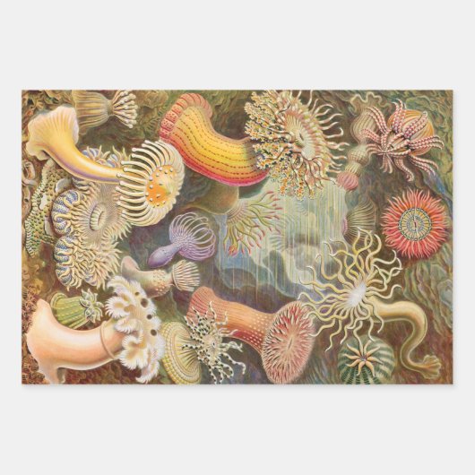 Ernst Haeckel Ocean Wrapping Paper Sheets Geschenkpapier Set (Vorderseite 3)