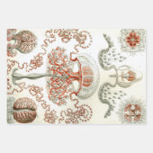 Ernst Haeckel Ocean Wrapping Paper Sheets Geschenkpapier Set (Vorderseite 2)