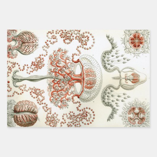 Ernst Haeckel Ocean Wrapping Paper Sheets Geschenkpapier Set (Vorderseite 2)