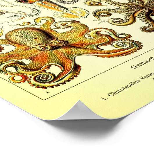 Ernst Haeckel Octopus Poster (Ecke)