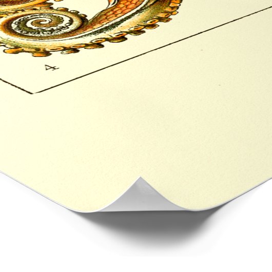 Ernst Haeckel Octopus Poster (Ecke)