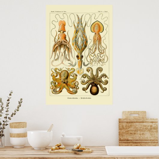 Ernst Haeckel Octopus Poster (Küche)