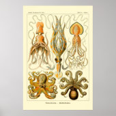 Ernst Haeckel Octopus Poster (Vorne)