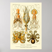 Ernst Haeckel Octopus Poster (Vorne)