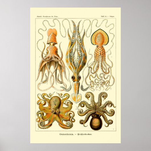 Ernst Haeckel Oktopus Poster (Vorne)