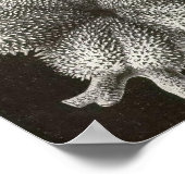 Ernst Haeckel - Ophiodea2 Poster (Ecke)