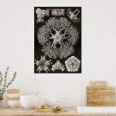 Ernst Haeckel - Ophiodea2 Poster (Küche)
