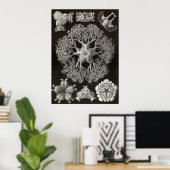 Ernst Haeckel - Ophiodea2 Poster (Heimbüro)