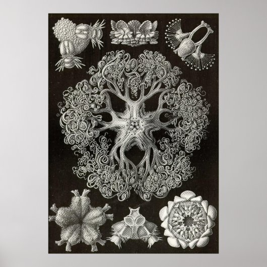 Ernst Haeckel - Ophiodea2 Poster (Vorne)
