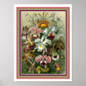 Ernst Haeckel "Orchida" Botanische Print 12 x 16 Poster (Vorne)
