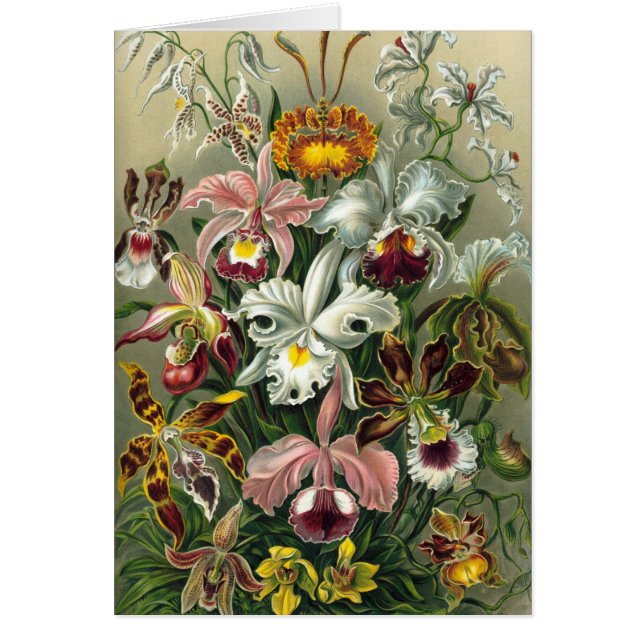 Ernst Haeckel - Orchidae (Vorne)