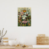 Ernst Haeckel - Orchidae Poster (Küche)