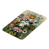 Ernst Haeckel Orchidea Magnet (Linke Seite)