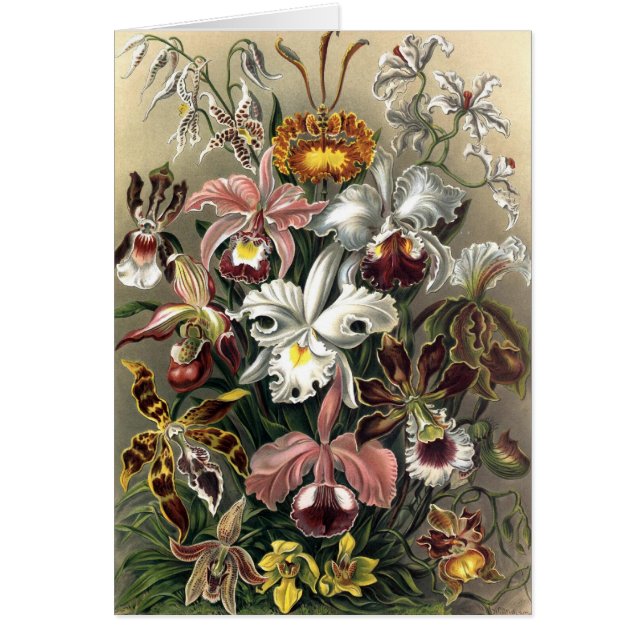 Ernst Haeckel - Orchideae (Vorne)