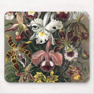 Ernst Haeckel - Orchideae Detail1 Mousepad