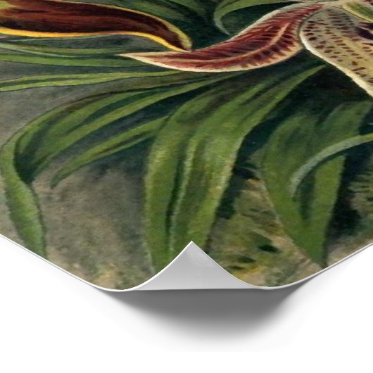 Ernst Haeckel - Orchideae Poster (Ecke)