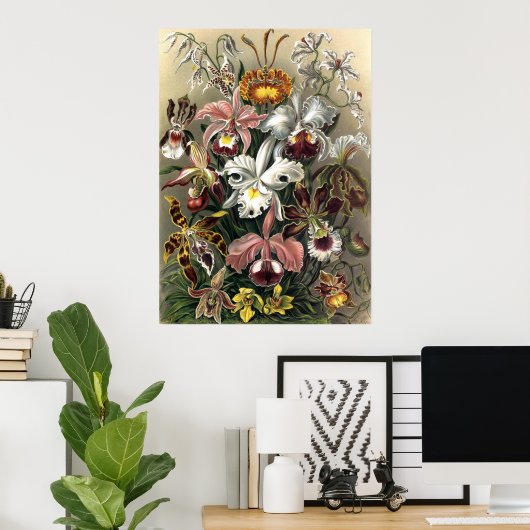 Ernst Haeckel - Orchideae Poster (Heimbüro)