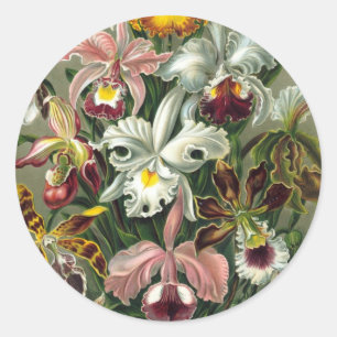 Ernst Haeckel Orchideen, Vintage Regenwaldblumen Runder Aufkleber