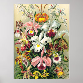 Ernst Haeckel - Orchids Poster