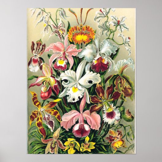 Ernst Haeckel - Orchids Poster (Vorne)