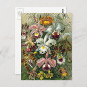 Ernst Haeckel Orchids, Vintage Regenwald-Blume Postkarte (Vorne/Hinten)