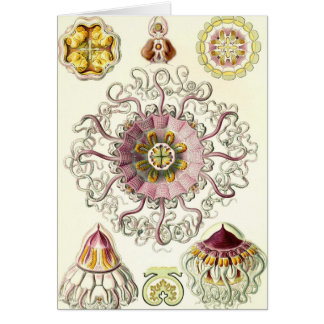Ernst Haeckel - Peromedusae Karte