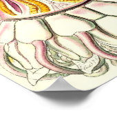 Ernst Haeckel - Peromedusae Poster (Ecke)