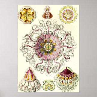 Ernst Haeckel - Peromedusae Poster