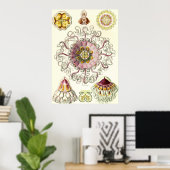 Ernst Haeckel - Peromedusae Poster (Heimbüro)