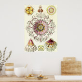 Ernst Haeckel - Peromedusae Poster (Küche)