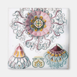 Ernst Haeckel Peromedusae Quallen Magnet
